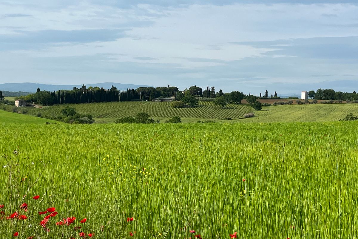 The vineyards of Borgo Santinovo are settled in the hills near San Gimignano, Tuscany.  (Ammi Midstokke/For The Spokesman-Review)
