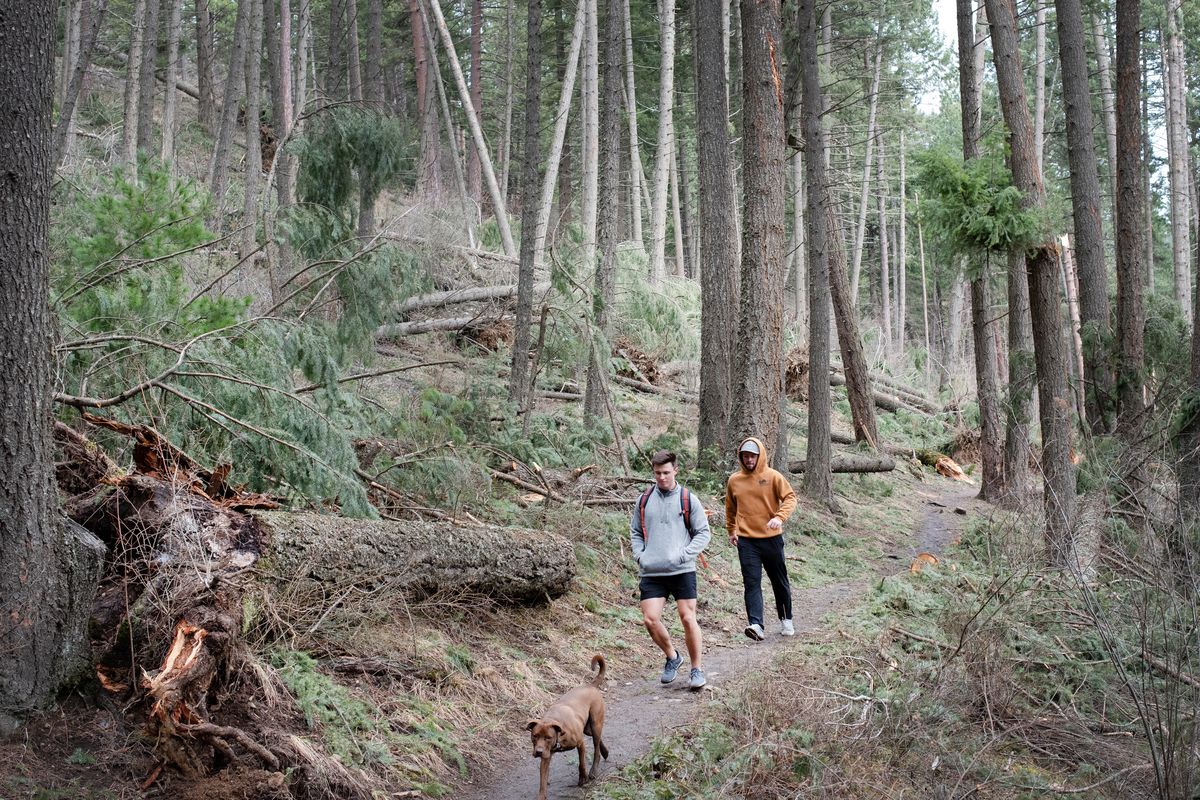 Hikers pass by a fallen tree at the Mineral Ridge National Recreation Trail near Coeur d’Alene on Feb. 23.  (Eli Francovich/The Spokesman-Review)