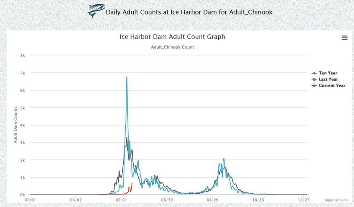 Spring chinook counts at Ice Harbor Dam, first dam the salmon encounter heading upstream in the Snake River. (Fish Passage Center)