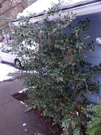 English holly, the traditional holly of Christmas, needs a very protected spot to grow in Spokane, like this north facing wall and an overhanging tree along Pat Munts’  front walk. There are other hollies that are hardy here that would be a good addition to a garden, according to Munts. (Pat Munts / The Spokesman-Review)