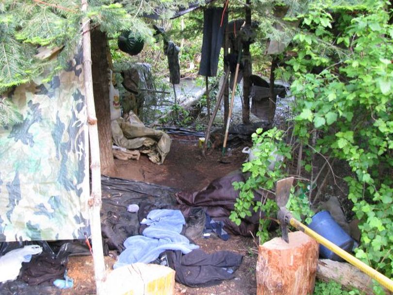 In this photo provided by the Oregon State Police, a marijuana growing operation is shown in in Northeast Oregon on Friday, June 17, 2011. Oregon State Police said a raid in Wallowa County found more than 91,000 plants in a ravine with extensive terracing. Miles of plastic irrigation tubing was also found, along with weapons, food and supplies at campsites that could support growers for weeks.  ((AP photo/Oregon State Police))