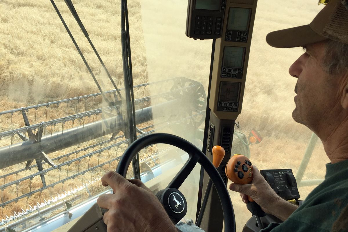 Farmer Mark Hall drives his combine through a field of malt barley Monday during a busy harvest season on the Palouse near the town of Steptoe, Wash. He described this year’s wheat crop, which he has finished harvesting, as compromised by the early heat and lack of rain. (Jesse Tinsley)