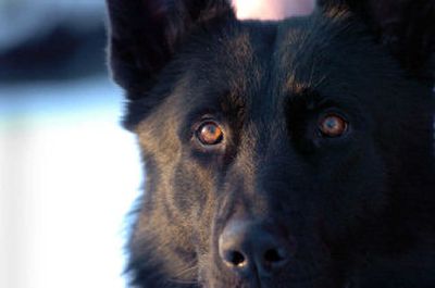 Brutus is one of the newer police dogs with the Kootenai County Sheriff Department. Because of the retirement of two other dogs, Brutus has been added, and another, Ringo, is in training.
(Jesse Tinsley photos/ / The Spokesman-Review)