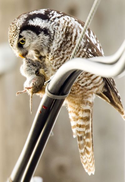 American cuisine: A northern hawk owl is seen Thursday eating a rodent it caught on the banks of Paradise Creek in Moscow, Idaho. The owl, which is native to Canada, has been in Moscow for about three weeks. Because the owl is rarely seen so far south, birders from the region have been traveling to Moscow to observe and photograph it. (Associated Press)