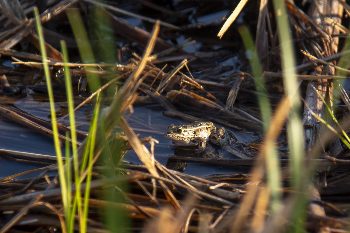 Raising Endangered Frogs - Northwest Trek