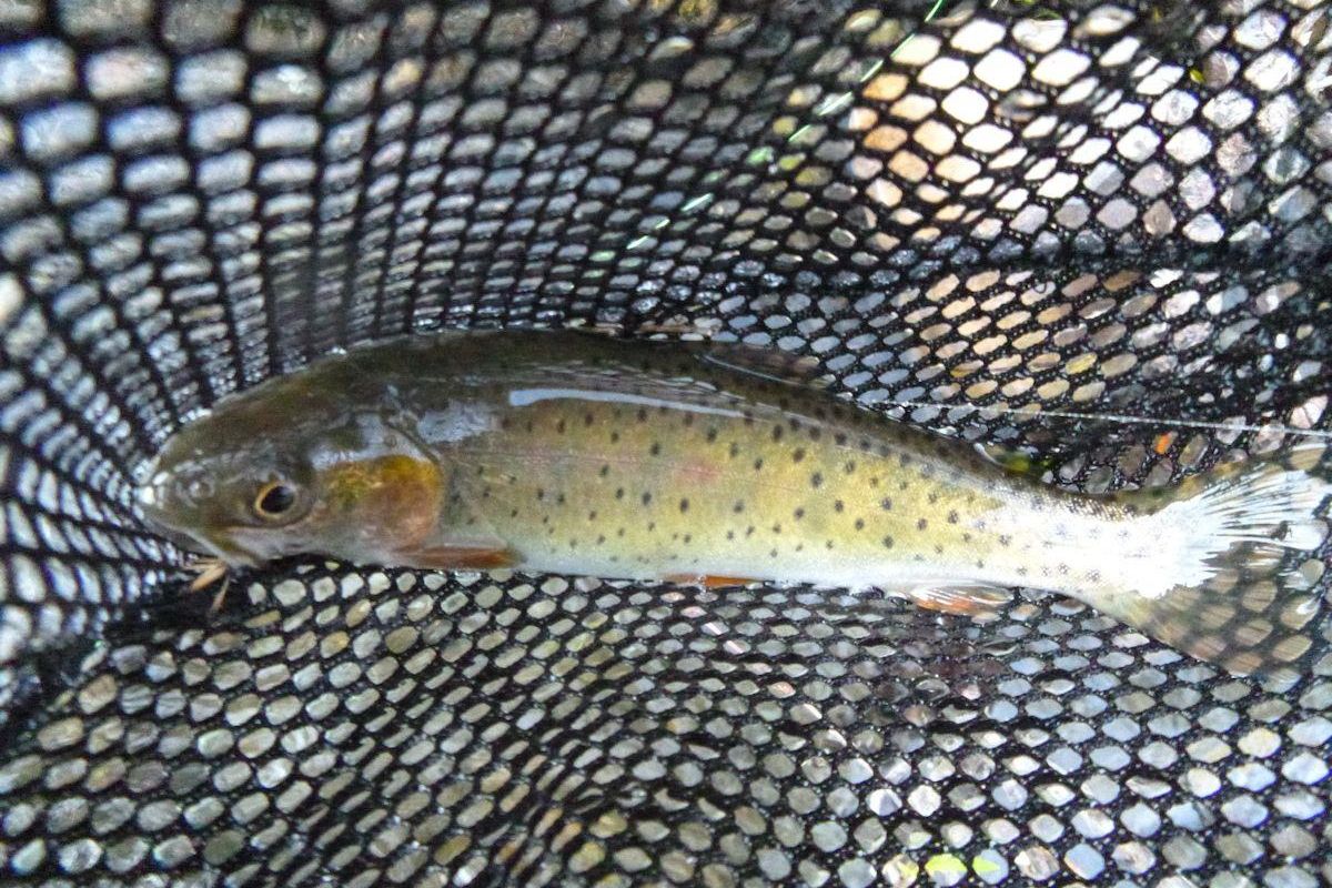 A Yellowstone cutthroat trout. (Courtesy of Cliff Swanson / Courtesy of Cliff Swanson)