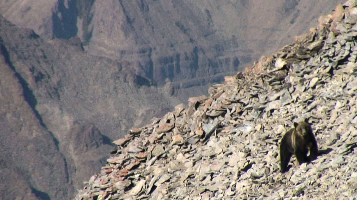 Rocky slopes like this one are where grizzlies and other animals seek out the moths as a food source. The moths need a cool, moist environment to survive.  (IGBST photo)