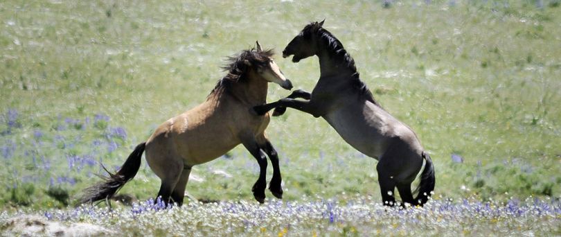  Pryor Mountain wild stallions playfully fight in Bridger, Mont. Tuesday, July 7, 2009. The Pryor Mountain wild horses are just a small part of an estimated 33,000 wild horses that roam across 10 Western states, the majority of them in Nevada, where Bybee used to work.  (David Grubbs / Associated Press)