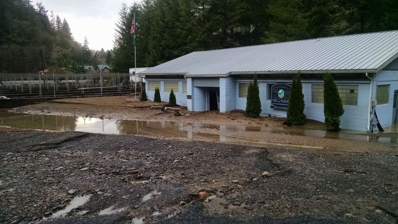 The Fallert Creek Hatchery on the lower Kalama River was ravaged by flooding on Dec. 8, 2015. The much and debris choking the facility resulted in the loss of 2.4 m million salmon fry. (Washington Department of Fish and Wildlife)