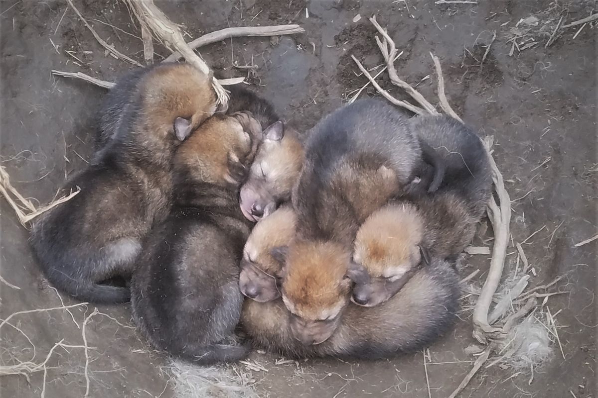 A litter of seven coyote pups, their eyes still not open, snuggle in a dirt hollow under sagebrush in Lincoln County on April 8, 2017.  (Rich Landers)