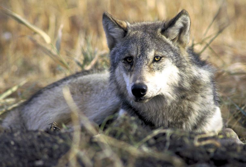 A gray wolf rests in tall grass in this undated photo provided by the U.S. Fish and Wildlife Service. (Associated Press)