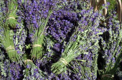 
The popularity of lavender is growing worldwide. 
 (File / The Spokesman-Review)