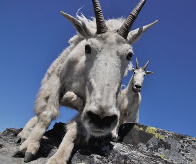 Mountain goats approach hikers on the summit of Scotchman Peak in 2013, apparently looking for food or salty packs or skin to lick. (File)