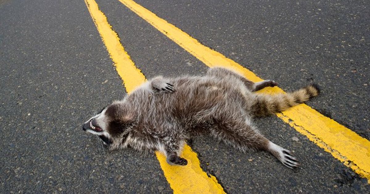 roadkill.bmp
