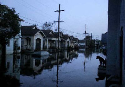 
A dog finds refuge on the porch of a home west of downtown New Orleans as the sun sets. 
 (Associated Press / The Spokesman-Review)