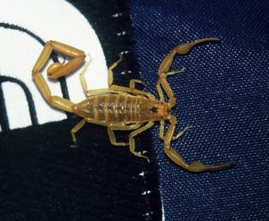 A scorpion uses the venomous stinger at the end of its tail primarily to subdue insect prey.