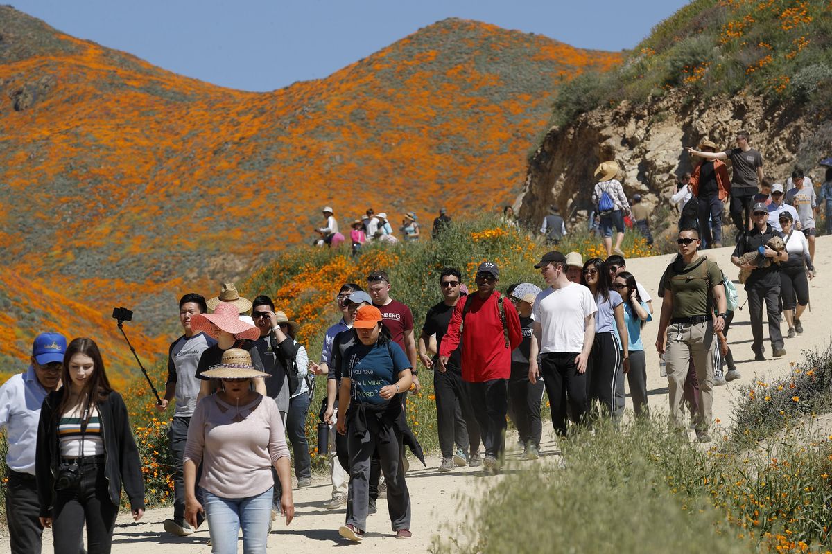 People among the wildflowers in bloom Monday, March 18, 2019, in Lake Elsinore, Calif. (Gregory Bull / AP)