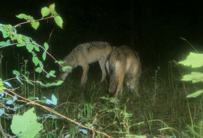 A motion-detection camera captured photos of wolves in Pend Oreille County in August 2008 at 3:52 a.m. Courtesy of Washington DNR (Courtesy of Washington DNR / The Spokesman-Review)