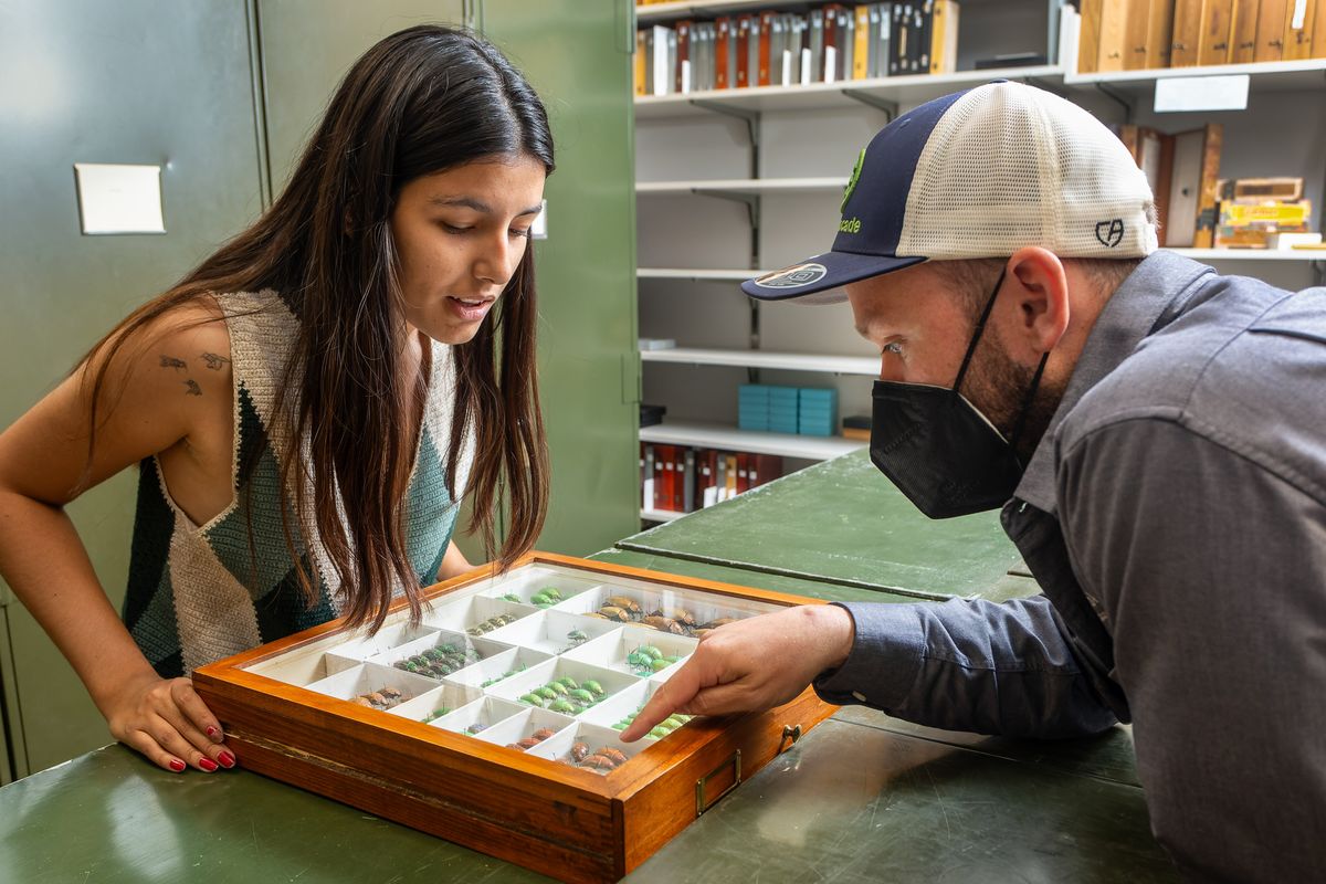 Ana Cristina Garcia Cordon, left, talks about insects from Guatemala with her advisor, Silas Bossert, at Washington State University’s M. T. James Entomological Collection on Aug. 23 in Pullman. Garcia Cordon earned a bachelor’s degree at the University of Valle in Guatemala before coming to WSU to pursue a master’s degree in entomology.  (Geoff Crimmins/For The Spokesman-Review)