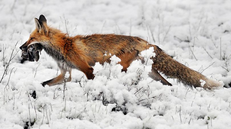 A red fox returns to its den with its kill early Wednesday, May 5, 2010, near Creston, Mont. (Brenda Ahearn / Daily Inter Lake)