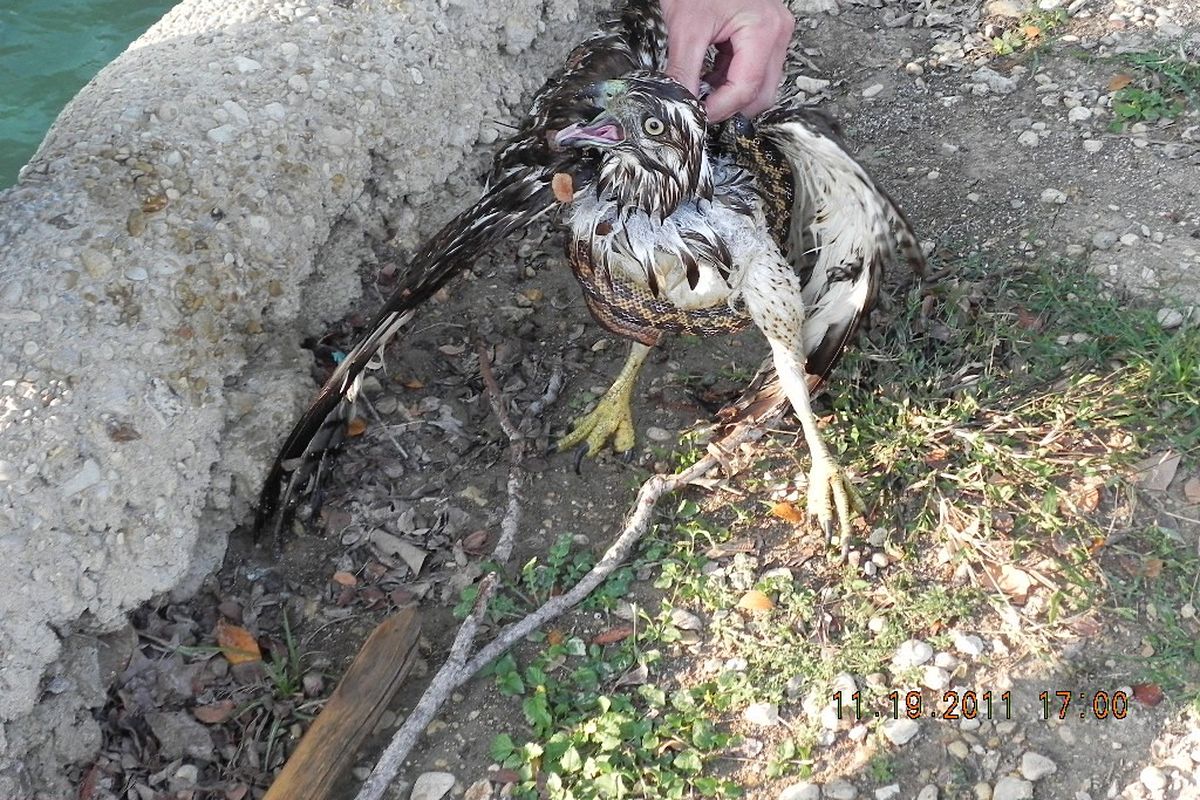 This osprey reportedly was rescued from the water as the snake it tried to catch wrapped itself around the bird's neck.