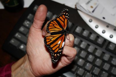 Jeannette Brandt and Mike Parwana rescued this monarch butterfly from a local roadside in rural Hadley, N.Y., and patched up its wing.  (Associated Press / The Spokesman-Review)