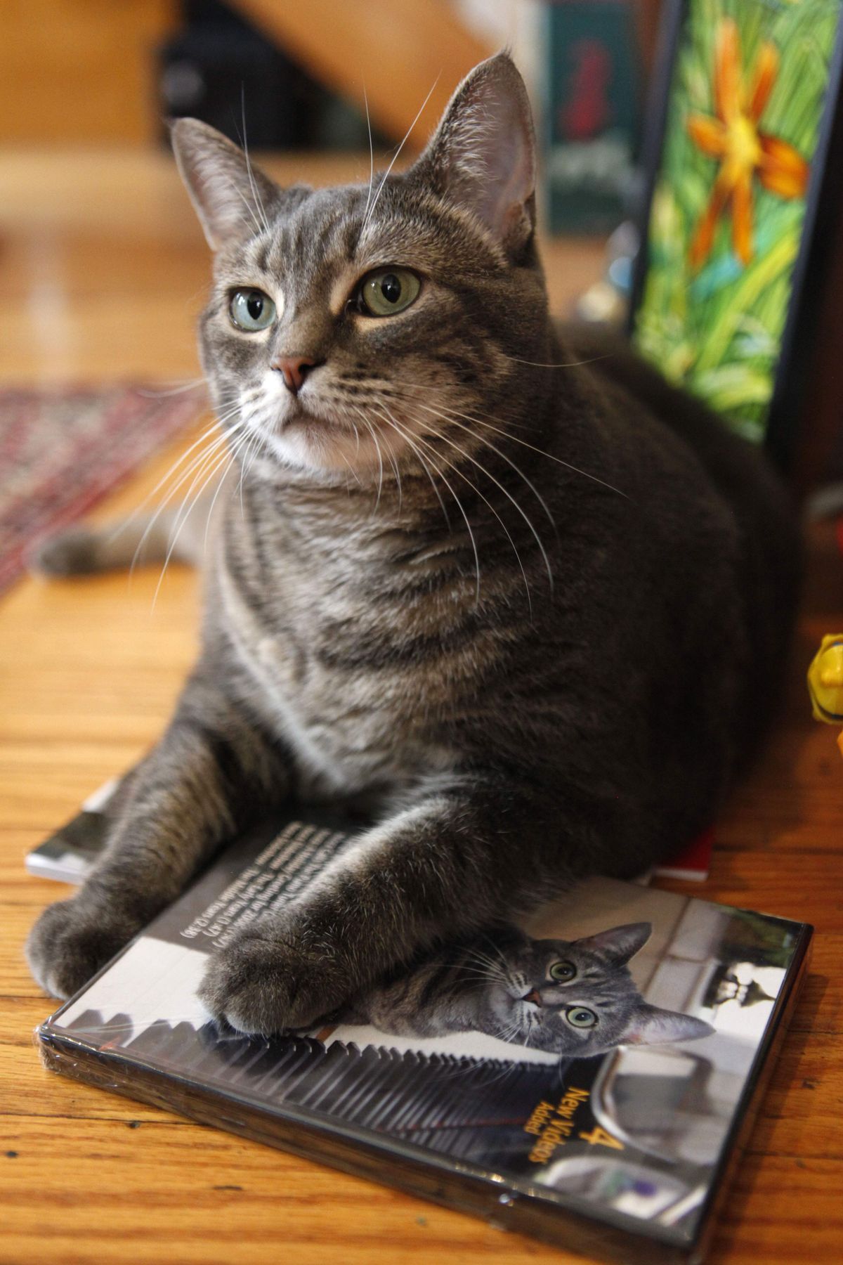 Betsy Alexander’s piano-playing cat Nora sits atop a DVD of its performance. Associated Press photos (Associated Press photos / The Spokesman-Review)