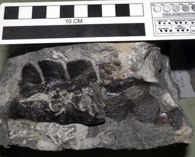 This undated image provided by Montana State University shows a series of hip vertebrae from the sheep dog-size Oryctodromeus found at Robison Bonebed in southeastern Idaho. A road project in Idaho’s Caribou-Targhee National Forest last year yielded dump-truck loads of rare fossils like these. (Associated Press)