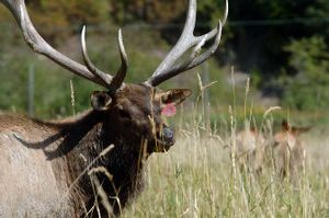 
A captive bull elk watches intruders from a field at the Rose Lake Elk Ranch last fall near Rose Lake. Gary Queen, the manager of the farm, has said captive elk are regularly tested for disease.  
 (File Associated Press / The Spokesman-Review)