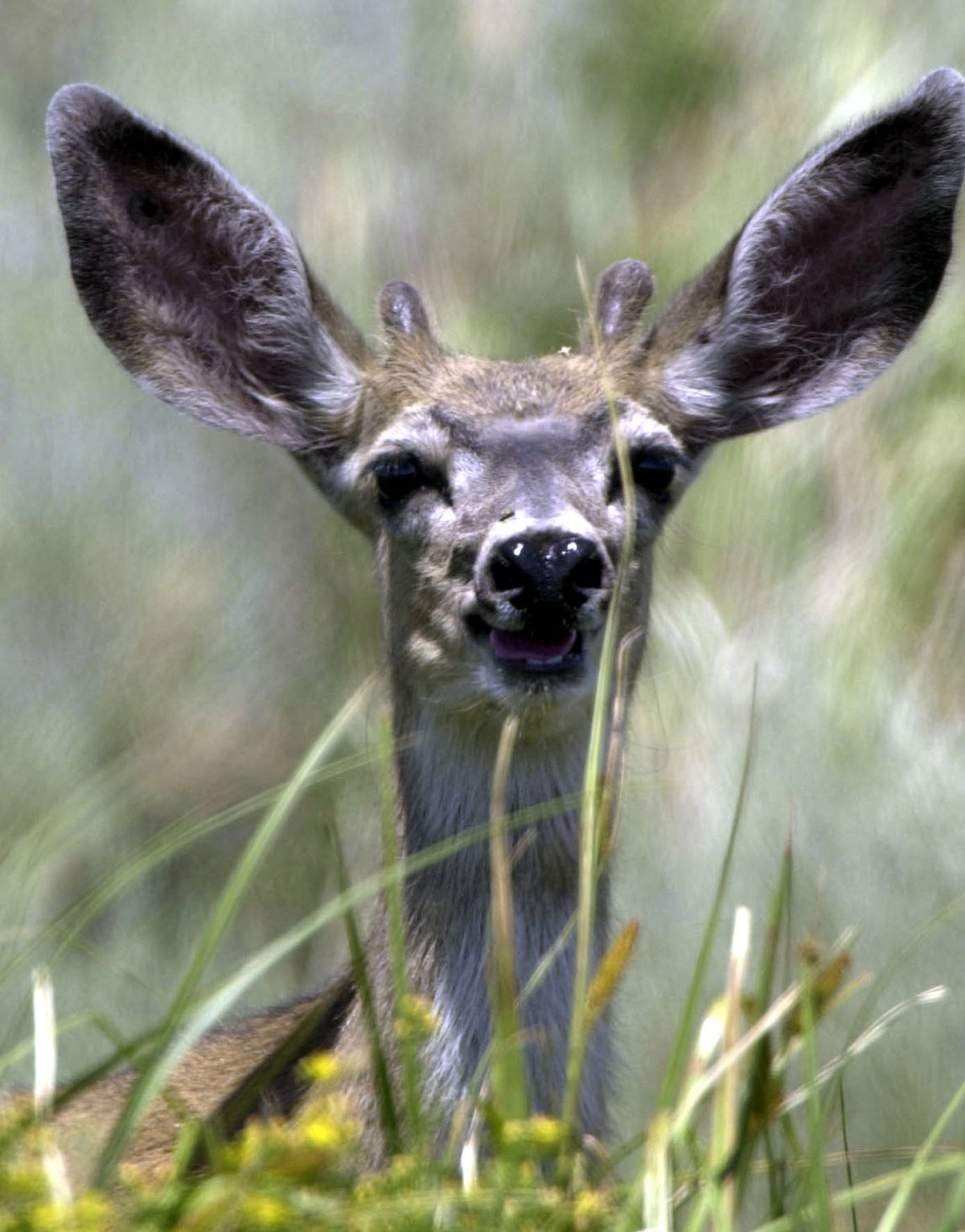 Mule deer