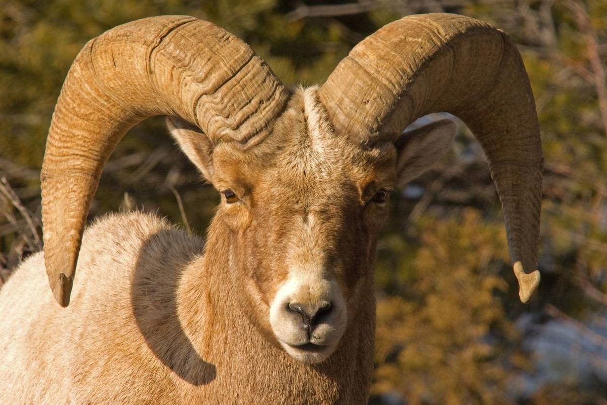 A lower Salmon River bighorn ram is shown in this undated photo. (Photo courtesy of University of Idaho)