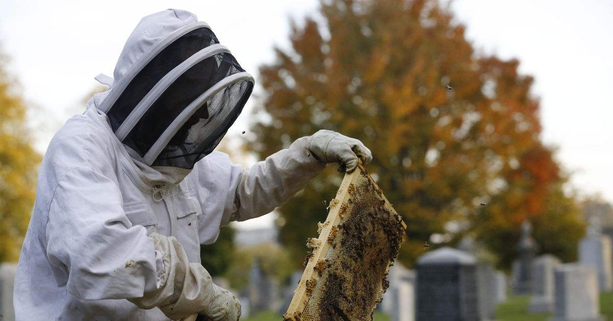 Landmark NYC cemetery a ‘perfect place’ for beekeeping | The Spokesman ...