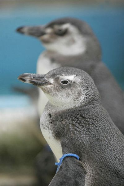 
Wayward penguins wait at the Niteroi Zoo in Rio de Janeiro, Brazil, for an airlift back to their natural habitat from the Brazilian military. Brazil began the penguin airlifts in 2000.
 (Associated Press / The Spokesman-Review)