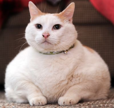 Powder, also knows as Princess Chunky, a 44-pound cat found wandering the southern New Jersey community of Voorhees, is making the media rounds. The cat  will go up for adoption Saturday.  (Associated Press / The Spokesman-Review)