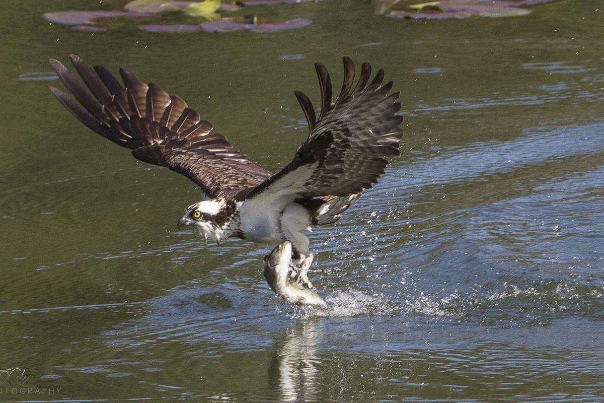 An osprey snags a fish at Fernan Lake. (Tim Colquhoun)