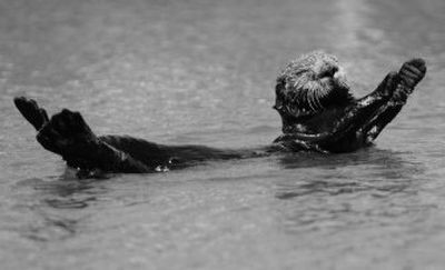 
Research biologists who count California's threatened sea otters think a mysterious illness may account for aggressive mating habits of males, leading to mauled faces of females. 
 (Associated Press / The Spokesman-Review)