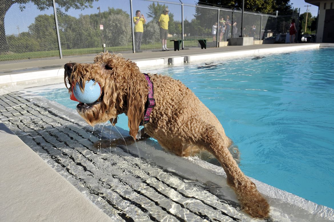 pawsinthepool