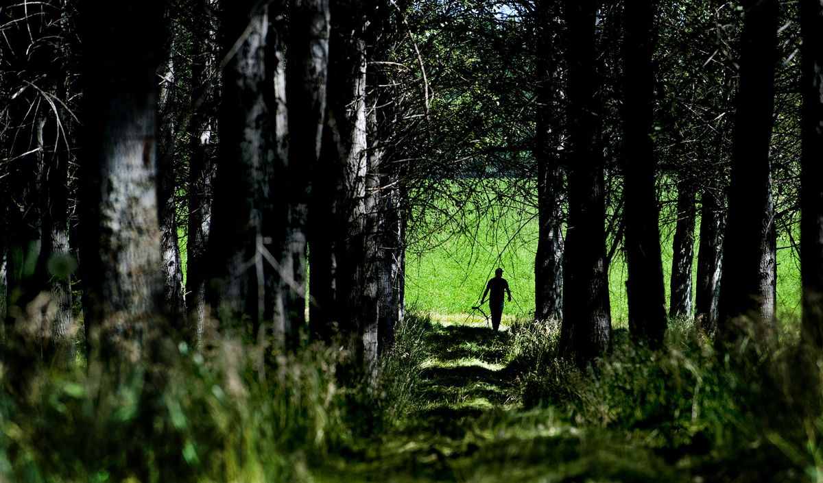 Independent contractor Steve Roth walks through the Hayden Area Regional Sewer Board’s 150-acre poplar grove Tuesday. This grove is not part of the research, but is near a test plot on the Rathdrum Prairie planted by GreenWood Resources of Oregon. (Kathy Plonka)
