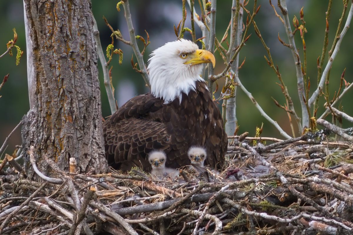 Bald Eagle Twins by Craig Goodwin (courtesy photo)  (Courtesy of Craig Goodwin)