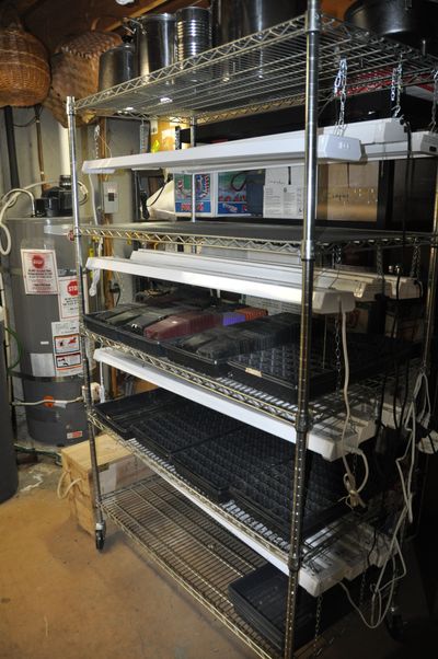 Pat Munts’ plant-starting light stand has three 4-foot LED shop lights per shelf. Once seedlings germinate, the lights will be lowered to 2 inches above the plants. This rack is a baker’s rack that will hold four seedling trays to a shelf side by side.  (Pat Munts/For The Spokesman-Review)