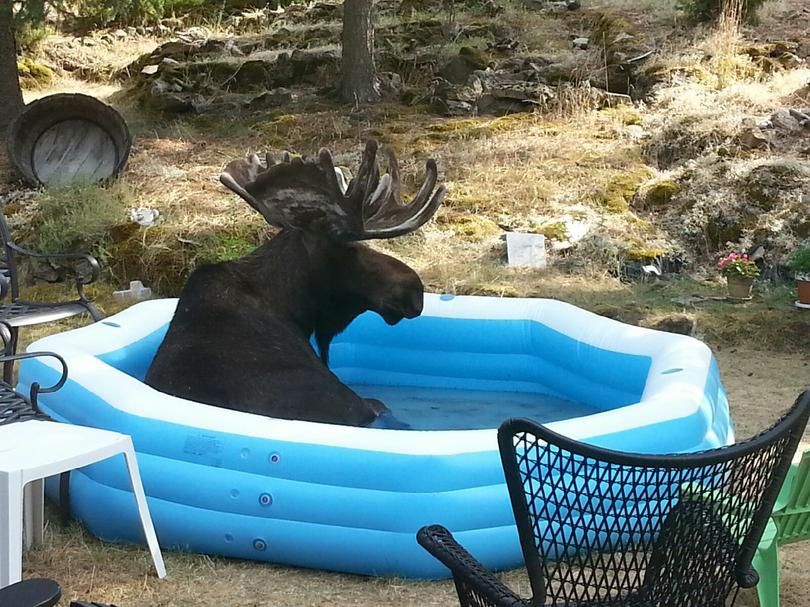 A bull moose lounges in the kiddie pool at the Johnson family residence in the Painted Hills of Spokane Valley hear Dishman-Mica Road. Story below. (Courtesy photo / Kathy Johnson)