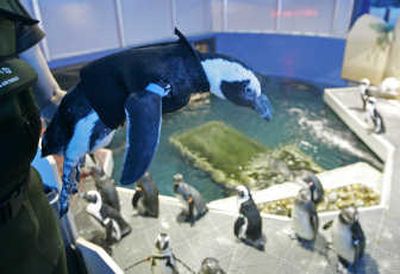 Pierre the Penguin, 25, wears his wet suit as he is put back into his home at the Academy of Sciences in San Francisco on Thursday. Pierre, who was going bald, began wearing the suit six weeks ago. Associated Press
(Associated Press / The Spokesman-Review)