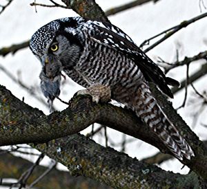 Northern hawk owl with vole it caught for meal in Moscow, Idaho, on Jan. 1, 2014. (Ron Dexter)