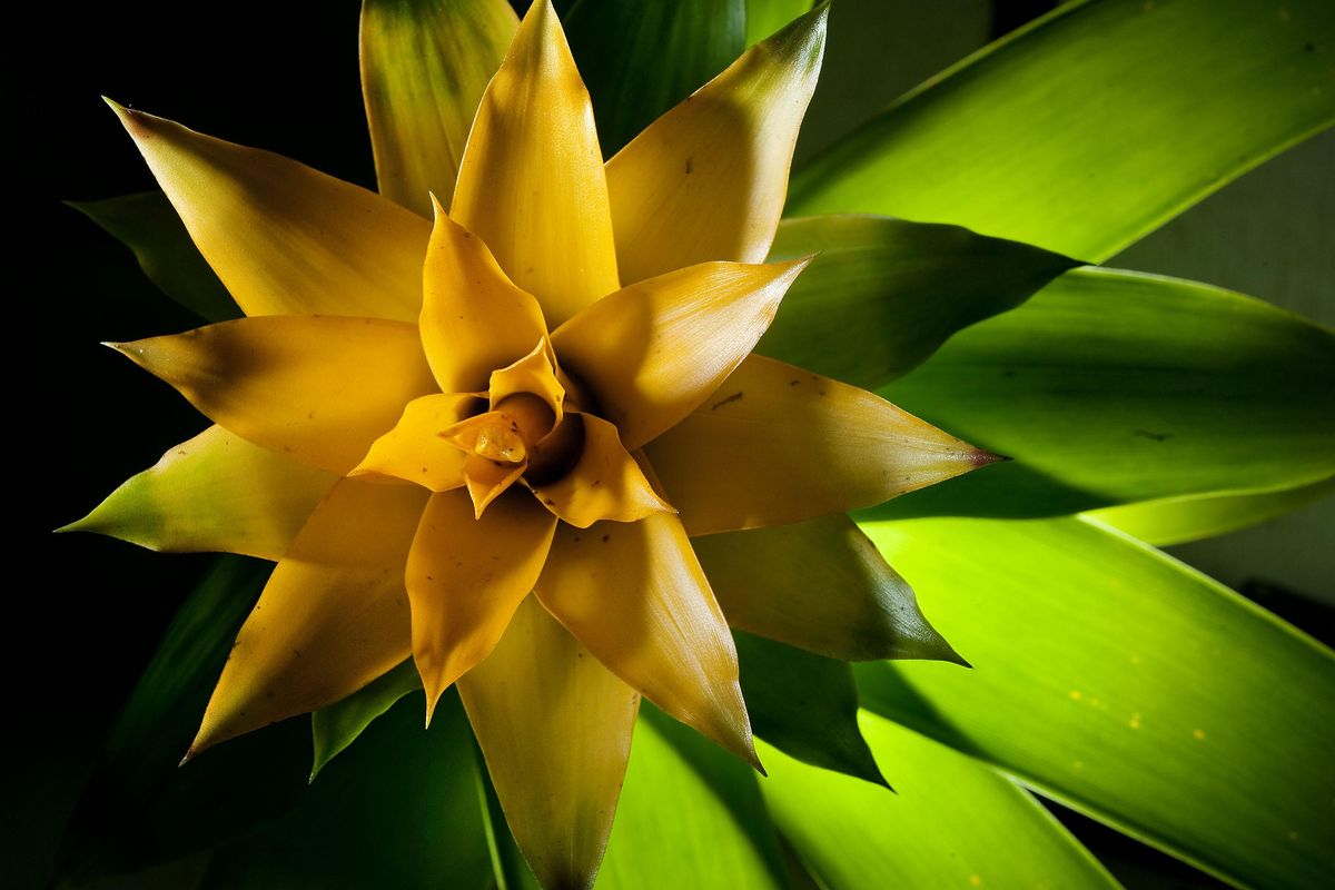A bromeliad plant can add color to any room. (Randall Benton / Tribune News Service)