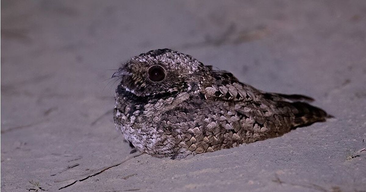Cool Critters: Casting light on the secretive, big-mouthed poorwill
