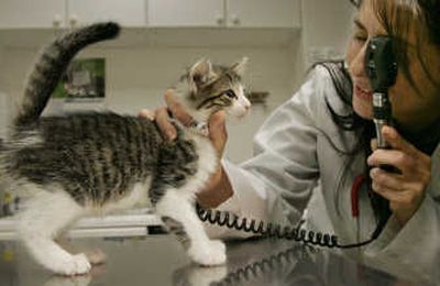
New York Veterinarian Jennifer Lander with the American Society for the Prevention of Cruelty to Animals examines a kitten for the feline versions of HIV and leukemia.
 (Associated Press / The Spokesman-Review)
