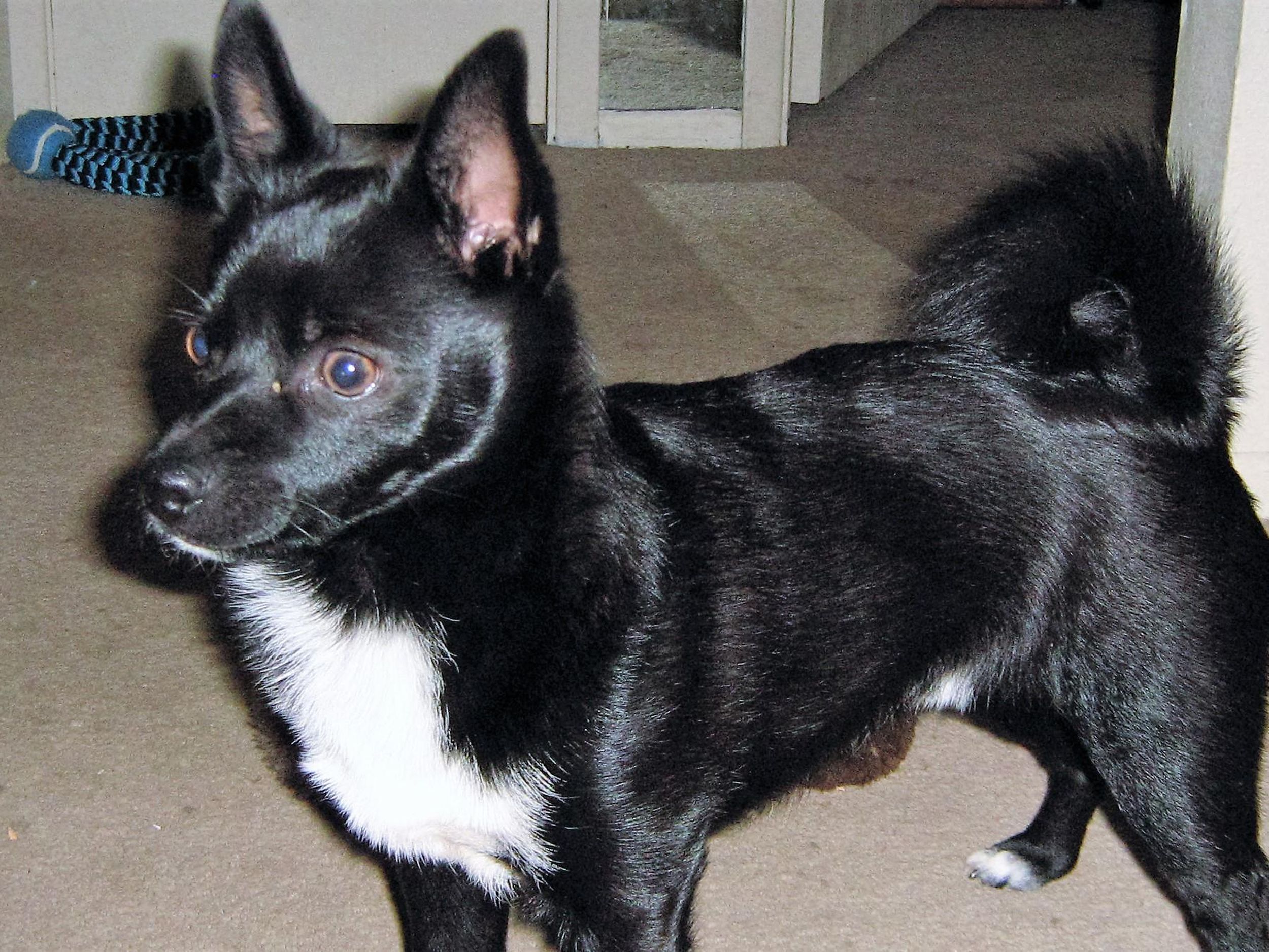 My Norwegian Elkhound/Chihuahua mix, Winnie. : r/NorwegianElkhound