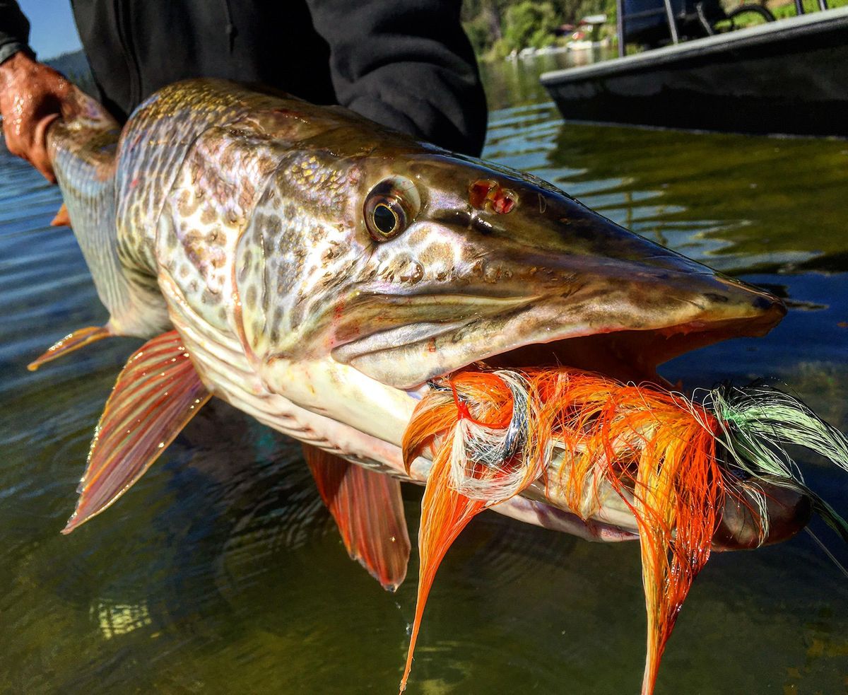 A closeup of the 40-inch tiger musky Jen Barcklay caught while fly fishing with guide Dave Dana on Curlew Lake. (Photo by Heather Hodson)