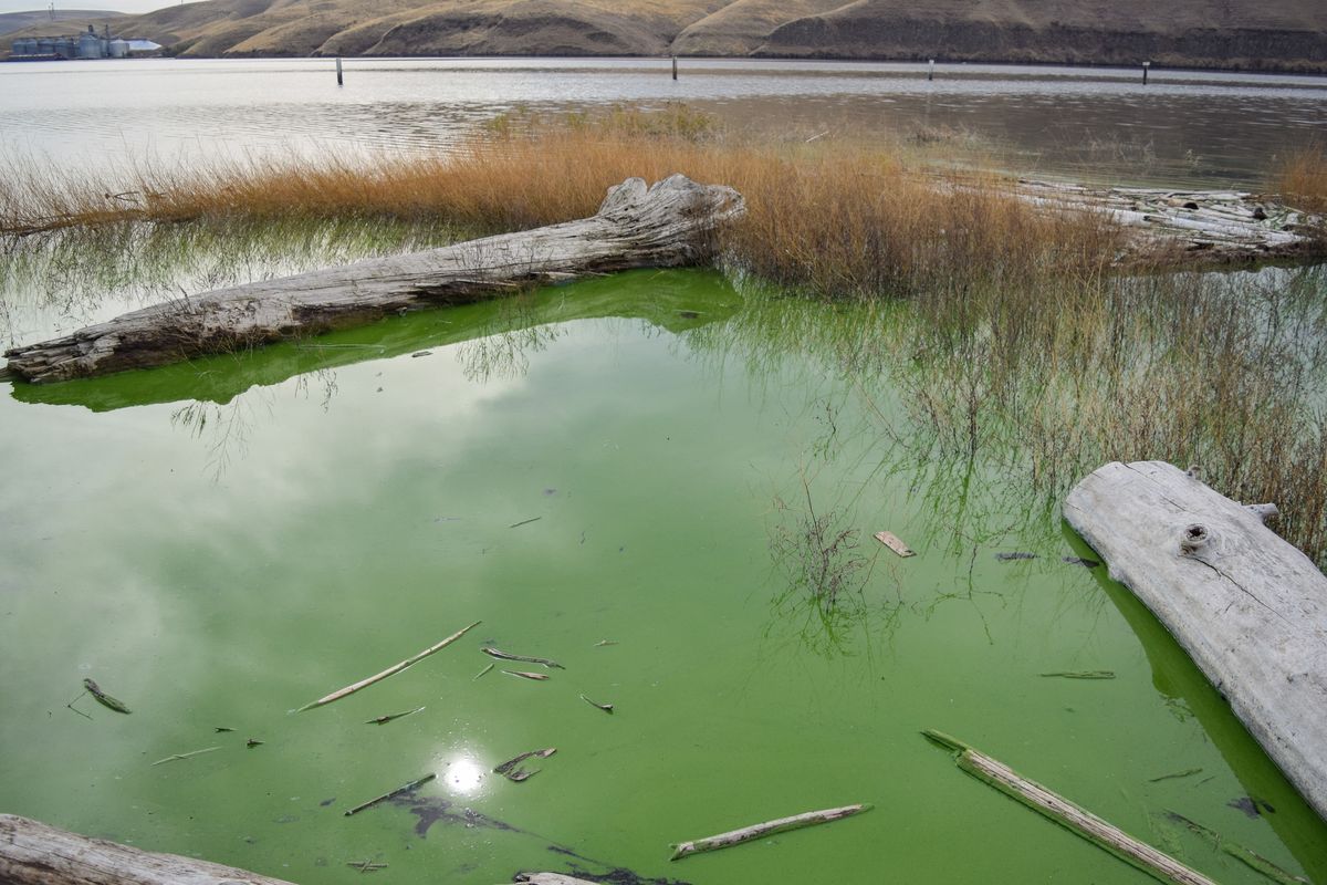 Toxic algal bloom at Central Ferry on the Snake River.  (Courtesy Whitman County Public Health)