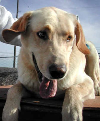 
This dog is the feature creature for the Oct. 28 Valley Voice. Photo by Trinity Hartman
 (Trinity Hartman / The Spokesman-Review)